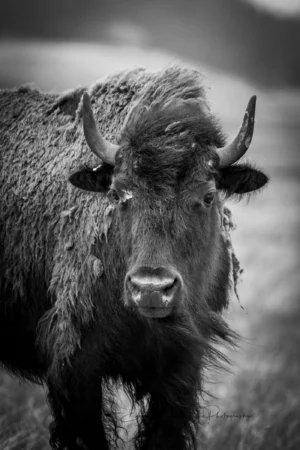 A Bison Photography Fine Art Print by Emmanuel Panagiotakis