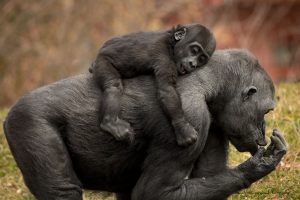 | A Fine Art Animal Photography Print