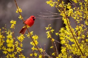 Male Cardinal | A Fine Art Animal Photography Print