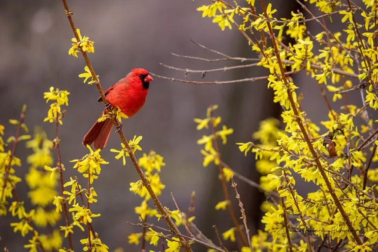 Male Cardinal | A Fine Art Animal Photography Print
