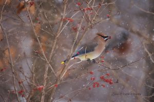 Cedar Waxwing | A Fine Art Animal Photography Print