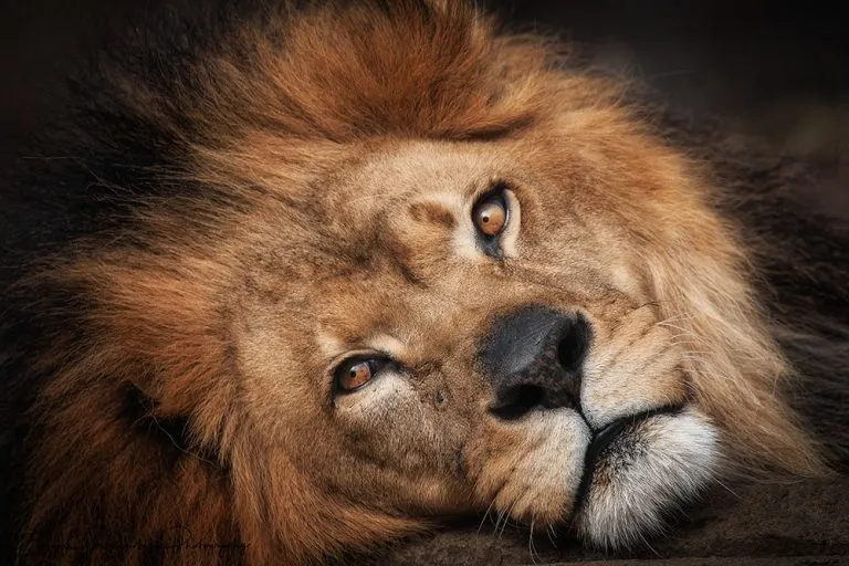 Regal Connection | A lion portrait photography print