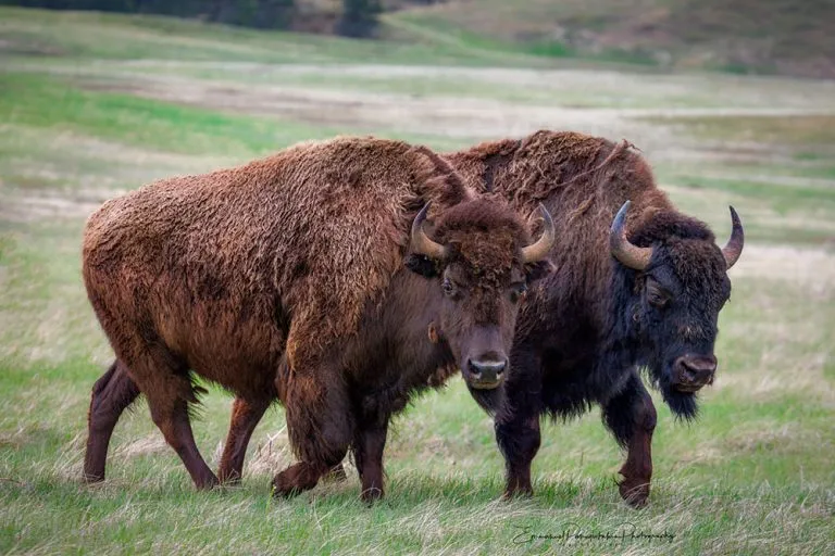 Wyoming Encounters - Bison roaming photography print
