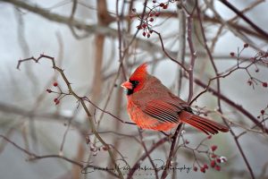Winter's Crown Jewel A Male Cardinal