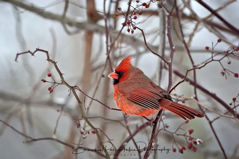 Winter's Crown Jewel A Male Cardinal