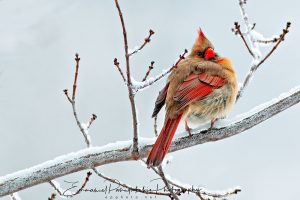 Crimson Serenity A female cardinal
