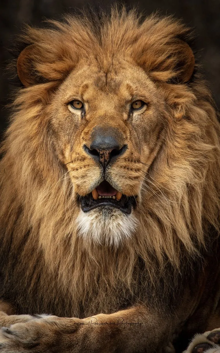 Capturing the Spirit of the King | Lion Photography Print
