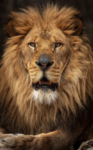 Capturing the Spirit of the King | Lion Photography Print