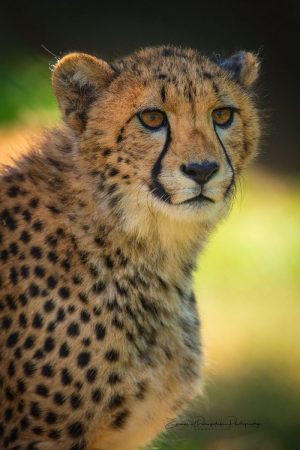 Fierce Grace | Cheetah Photography Print