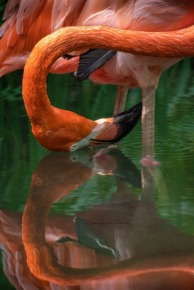 Reflecting Elegance | Flamingo Photography Print
