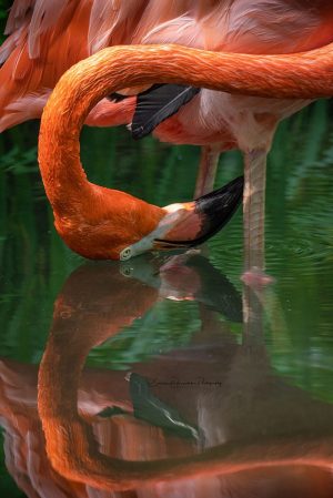 Reflecting Elegance | Flamingo Photography Print