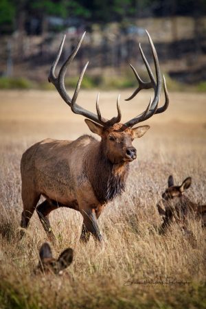 Majestic Elk in the Wild | Elk photography print