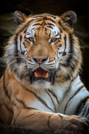 Eyes of the Wild | Tiger Photography Print