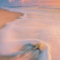 Starfish | A Fine Art Beach Photography Print