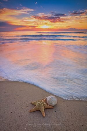 Starfish and Shell | A Fine Art Beach Photography Print