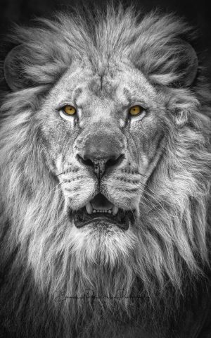 Majestic Lion | A Fine Art Black and White Photography Print