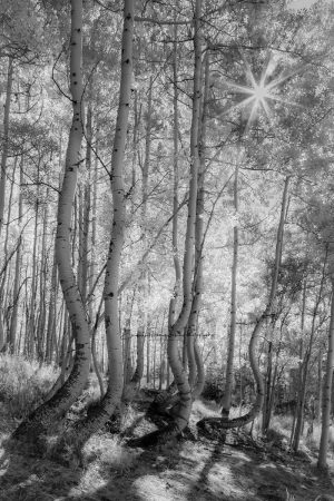 Colorado Aspens | A Fine Art Black and White Photography Print