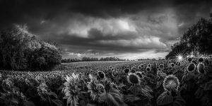 Sunflowers | A Fine Art Black and White Photography Print