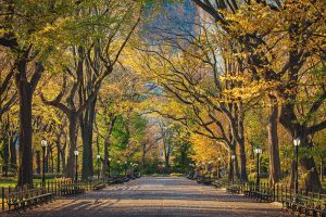 Central Park in Fall Fine Art Photography Print