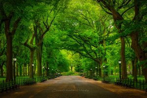 Central Park Mall New York City Fine Art Photography Print