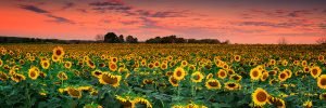 Sunflower Field | Flower and Fields Fine Art Photography