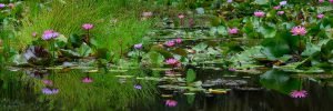Water Lillies | Flower and Fields Fine Art Photography