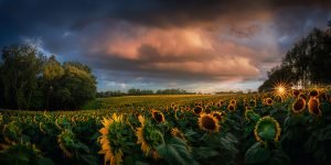 Sunflower Field Sunset | Flower and Fields Fine Art Photography