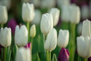 Tulips | Flower and Fields Fine Art Photography