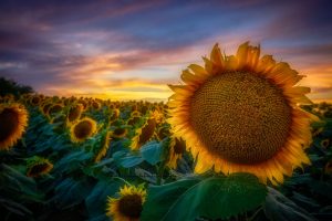 The Sunflower | Flower and Fields Fine Art Photography