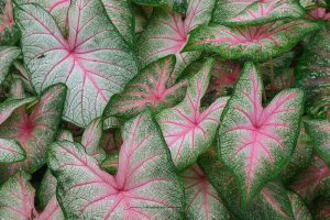 Caladium Leaves | Flower and Fields Fine Art Photography
