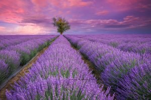 Lavender Fields | Flower and Fields Fine Art Photography