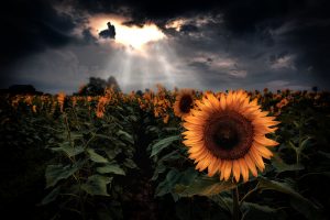 Sunflower Rays | Flower and Fields Fine Art Photography