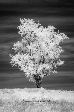 INFRARED 00010 23V