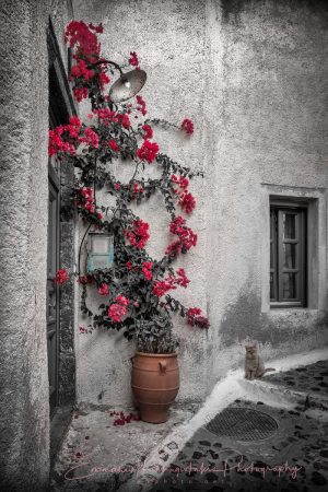 Green Flower Pot | Splash of Color Photography Print