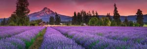 Mount Hood Lavender Fields | Mountain Fine Art Panoramic Photography
