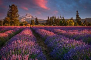 Mountains and Lavender Fine Art Photography Gallery