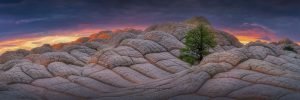 Hope | A Fine Art Tree Panoramic Photography Print