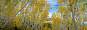 Colorado Aspens | A Fine Art Tree Panoramic Photography Print