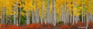 Aspen Forest | A Fine Art Tree Panoramic Photography Print