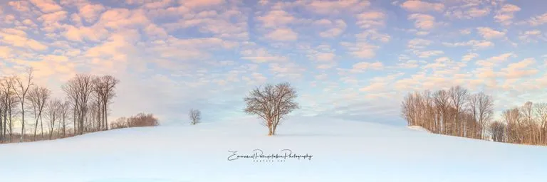 Snow Tree | A Fine Art Tree Panoramic Photography Print