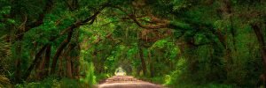 Botany Bay Road | A Fine Art Tree Panoramic Photography Print