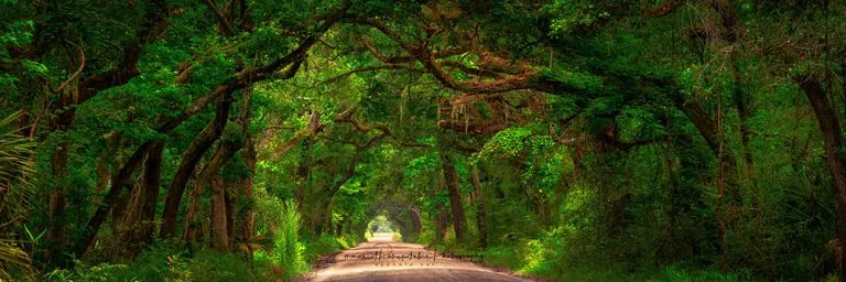 Botany Bay Road | A Fine Art Tree Panoramic Photography Print