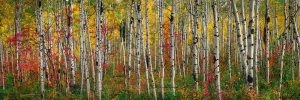 Aspen Bark | A Fine Art Tree Panoramic Photography Print