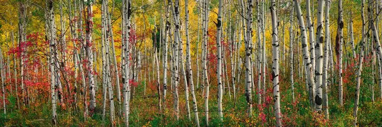 Aspen Bark | A Fine Art Tree Panoramic Photography Print