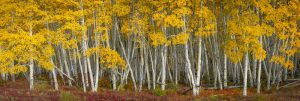 Aspen Color | A Fine Art Tree Panoramic Photography Print