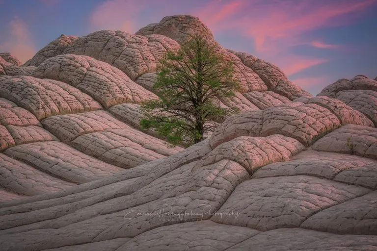 Hope | A Fine Art Tree Photography Print