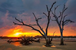 Deadwood Beach | A Fine Art Tree Photography Print