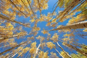 Aspen Canopy | A Fine Art Tree Photography Print