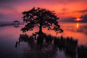Duck, NC | A Fine Art Tree Photography Print