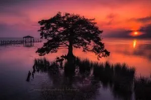 Duck, NC | A Fine Art Tree Photography Print